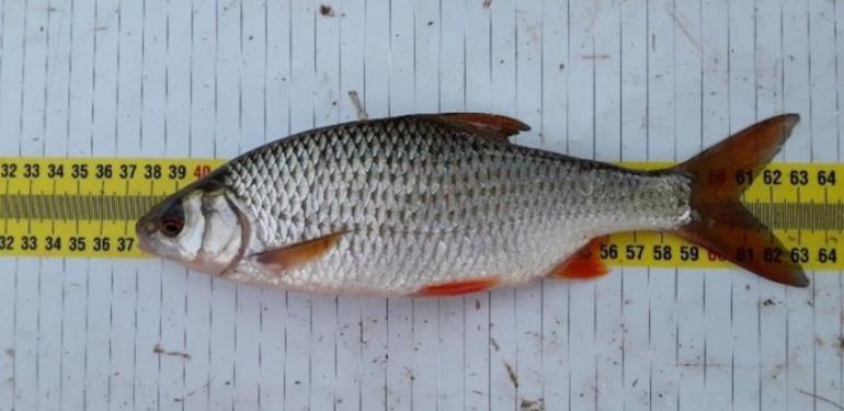 Ecotoxicologisch onderzoek: Vissen verzamelen voor chemische monitoring biota