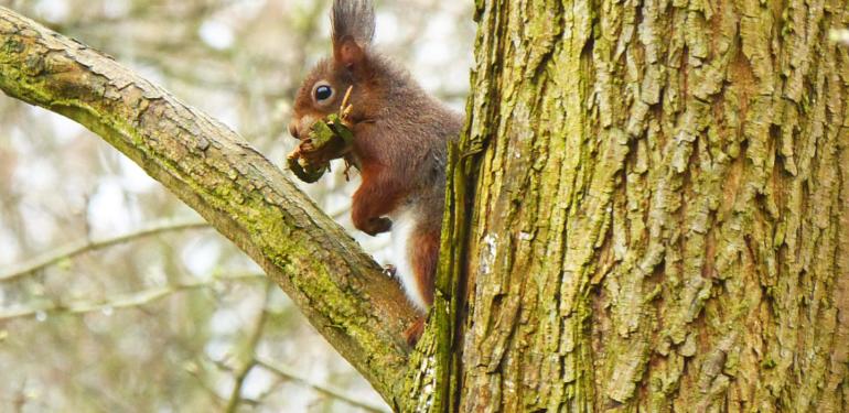 Nesten in boomholten