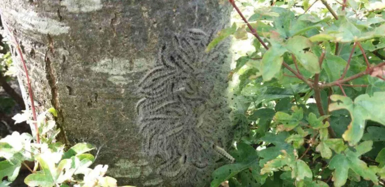 Gemeente Leeuwarden maakt werk van natuurlijke beheersing eikenprocessierups