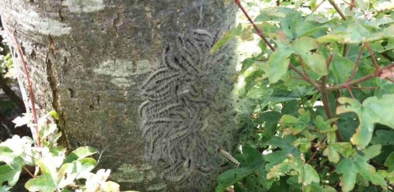 Gemeente Leeuwarden maakt werk van natuurlijke beheersing eikenprocessierups