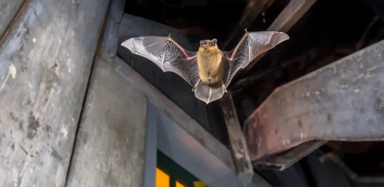 Vliegende vleermuis