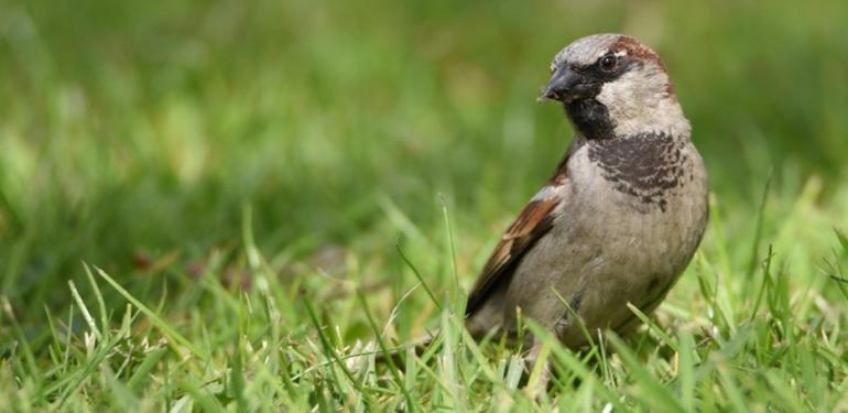 Huismus in het gras