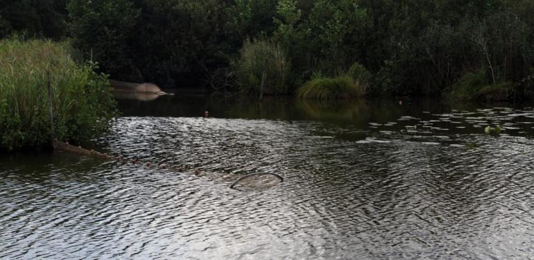 Proef systematisch verwijderen van rode Amerikaanse rivierkreeften uit de Molenpolder