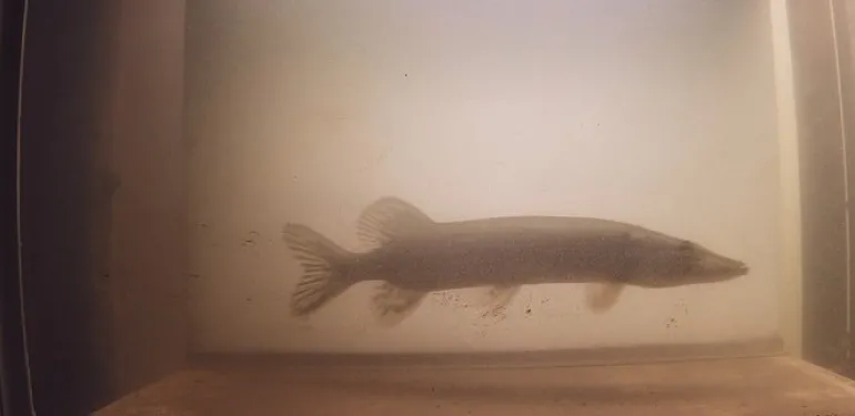 Snoek voor de camera