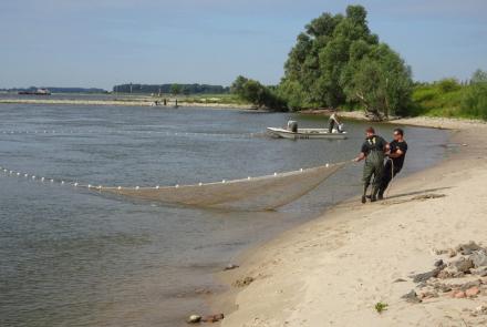 Onderzoek naar de kraamkamerfunctie van uiterwaarden in de Nederrijn en Lek