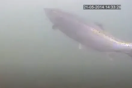 Onderwatercamera