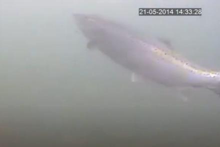 Onderwatercamera