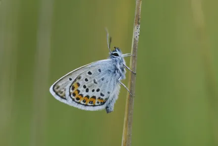 Insectenmonitoring