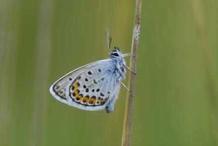 Insectenmonitoring