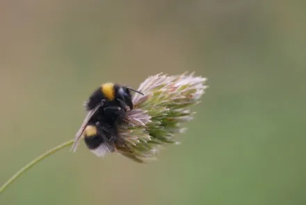Biodiversiteitsscan