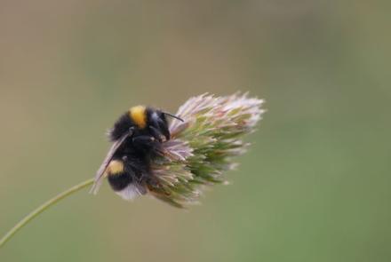 Biodiversiteitsscan