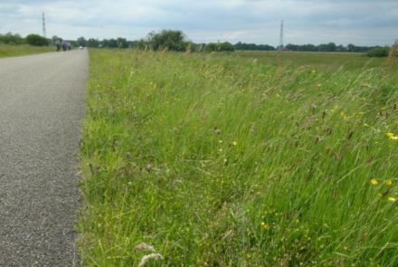 Ecologisch bermbeheer