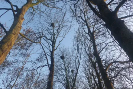 Quickscan voor kap van zieke kastanjebomen