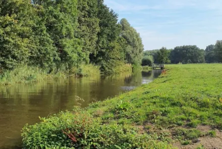 Minder uitheemse rivierkreeften 
