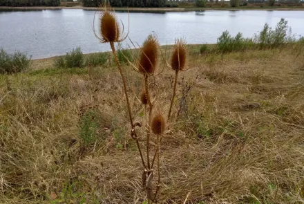 Inzicht in ecologische toestand Vonkerplas met Landschapsecologische Systeemanalyse (LESA)