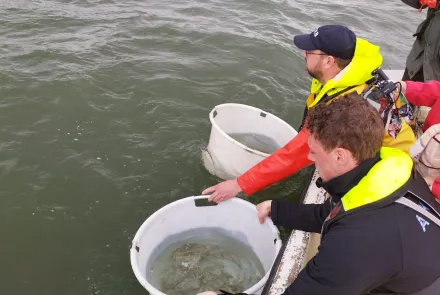 Smolts migratie volgen