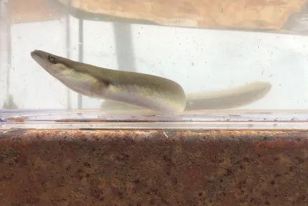 Trekvissen zoals aal zijn vanaf nu beter beschermd.