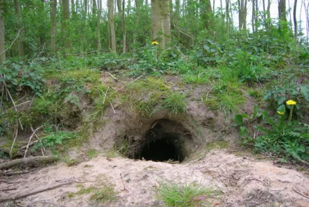 Holle ruimten door bevers, dassen en ratten effectief in beeld met 3D-grondradar