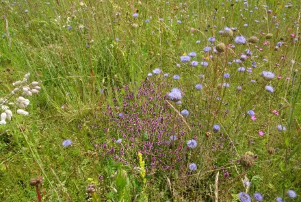 Bloemrijk grasland