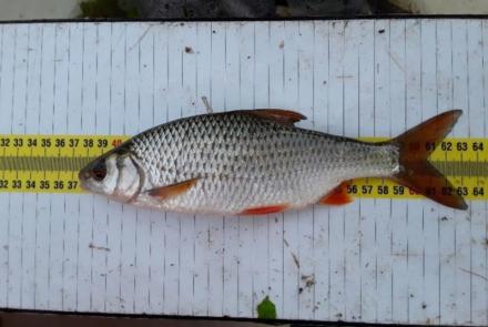 Ecotoxicologisch onderzoek: Vissen verzamelen voor chemische monitoring biota