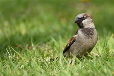 Huismus in het gras