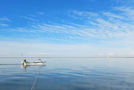 Waarom vinden we weinig oude vissen in het IJsselmeer?