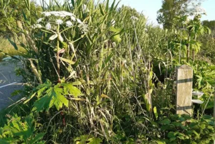 Invasieve exoten; een plaag voor onze natuur
