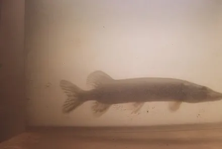 Snoek voor de camera