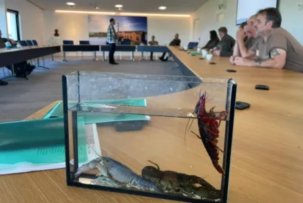 Unieke samenwerking voor rivierkreeftmonitoring in Friesland