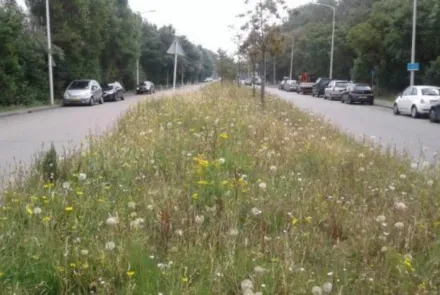 Biodiversiteit in het stedelijk groen