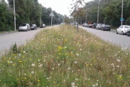 Biodiversiteit in het stedelijk groen