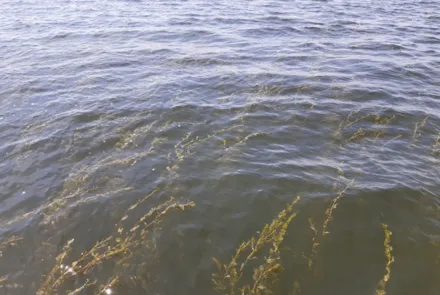 Onderzoek naar water- en oeverplanten in het Markermeer en zuidelijke randmeren