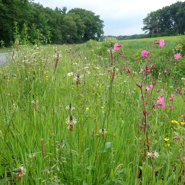 Adviseur Ecologie